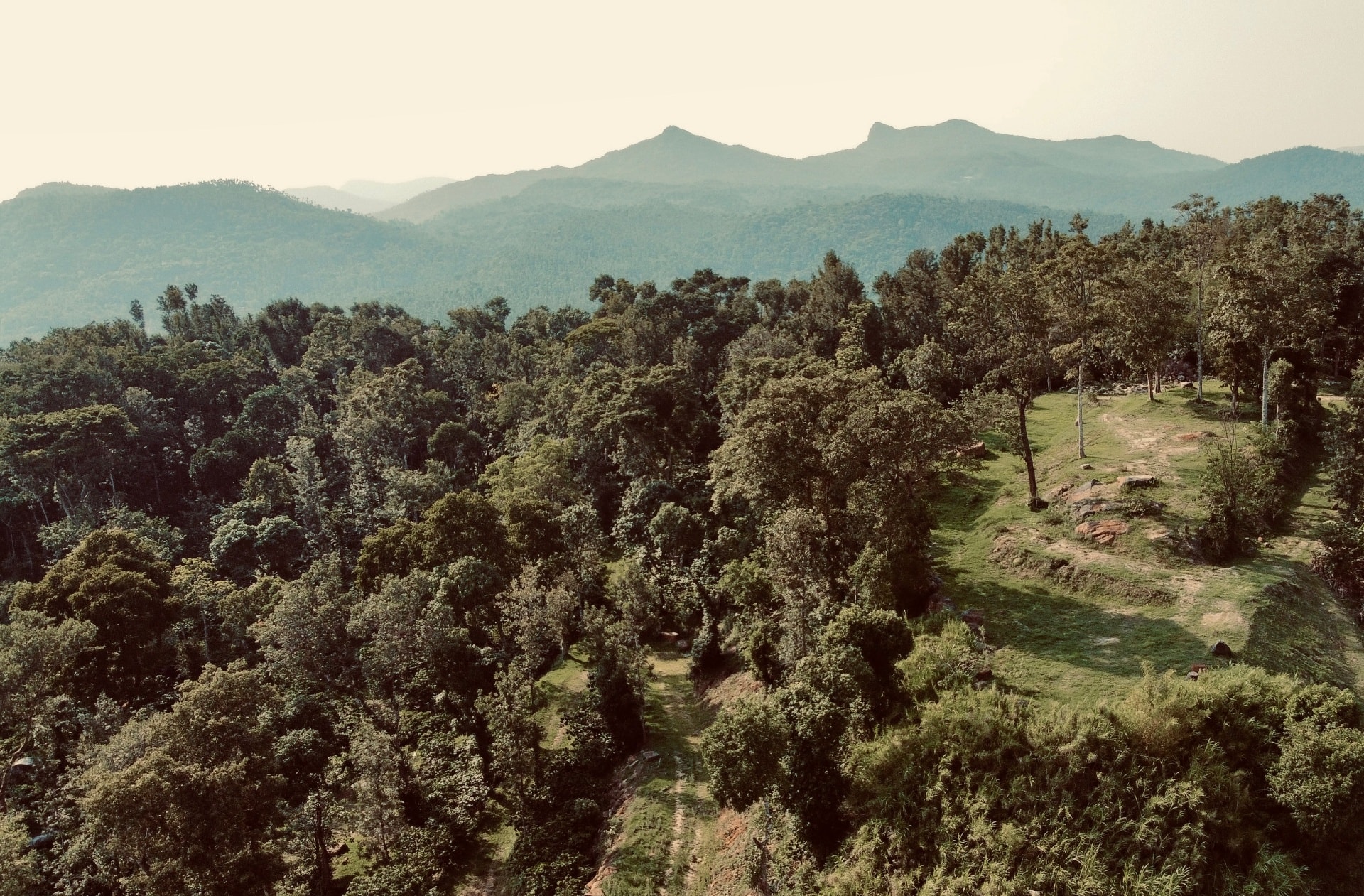 The estate seen from above: coffee under shade trees, with the hills beyond.