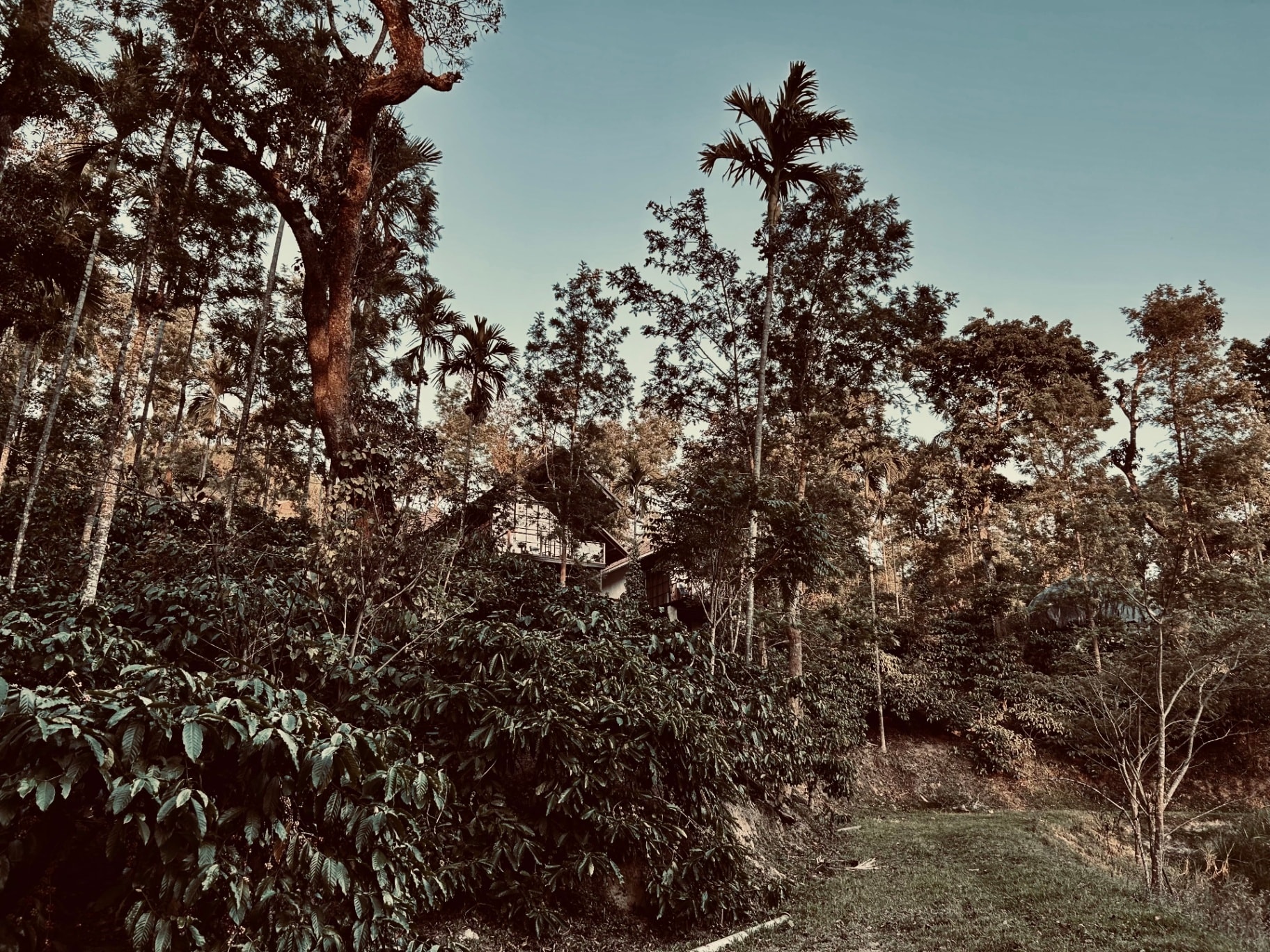 A house set within the plantation canopy at Honeyridge.