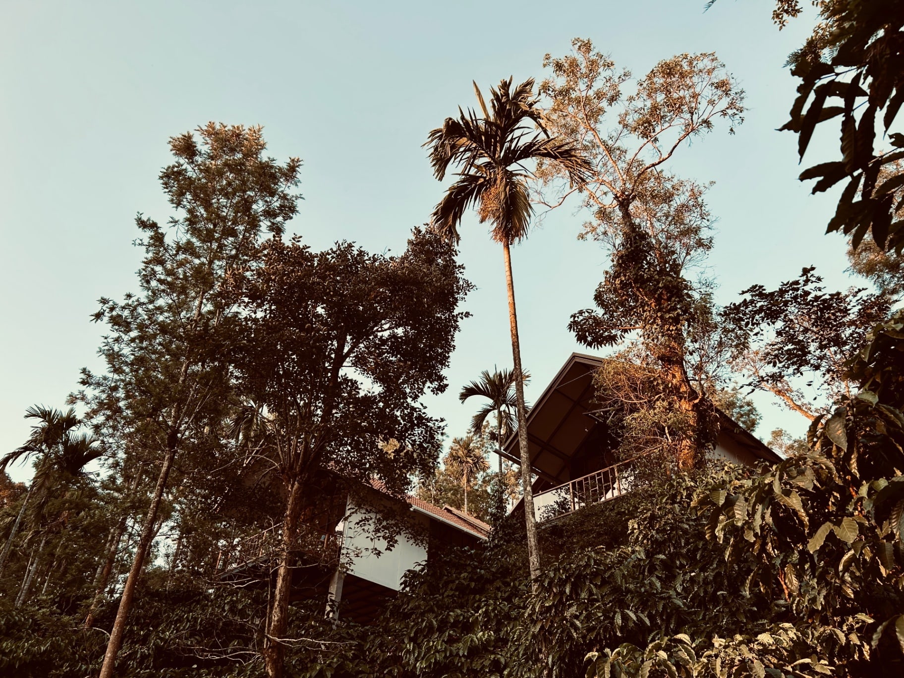 A small cottage among tall trees and coffee, in late light.