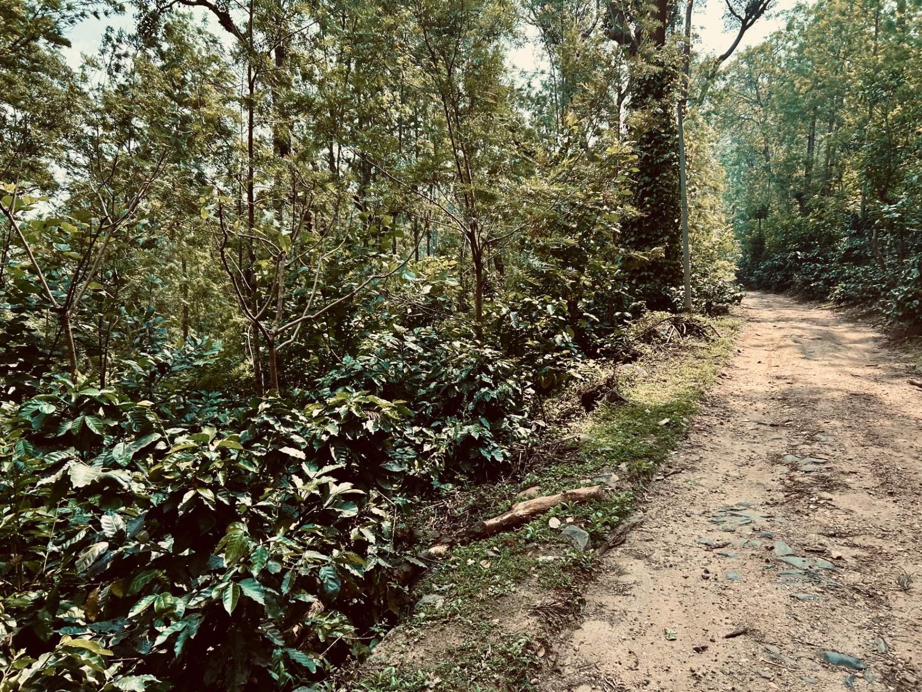 An unpaved estate track running between coffee bushes and shade trees.