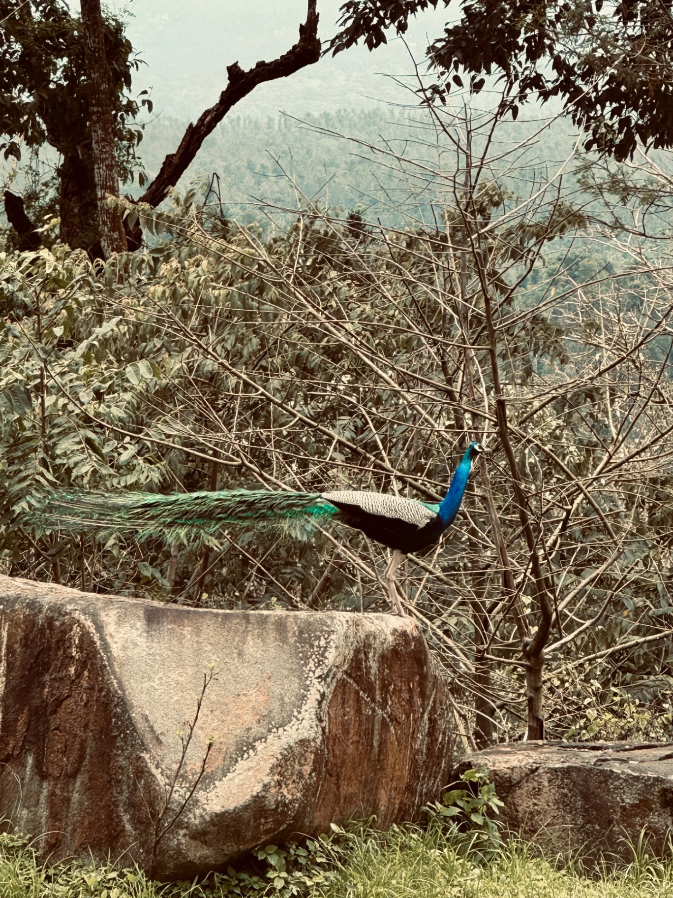 A peacock standing on a low wall among the trees.