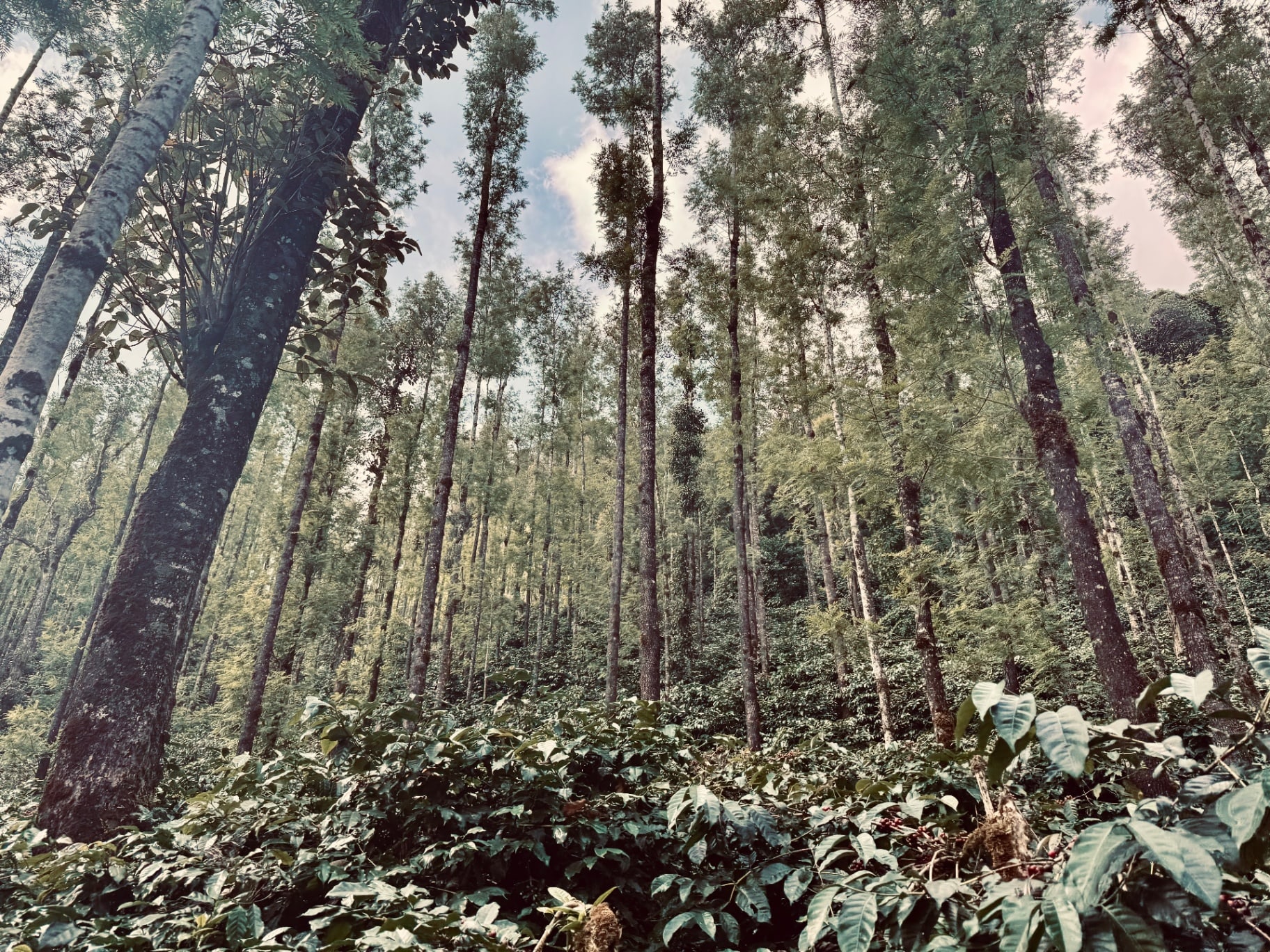 Tall shade trees rising above rows of coffee.